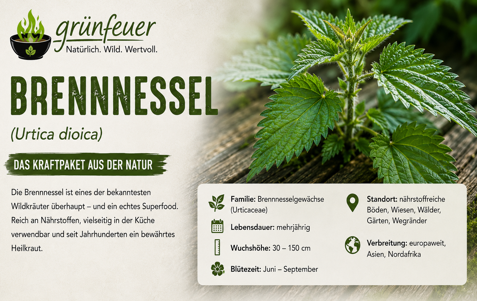 Fotorealistische Infografik zur Brennnessel (Urtica dioica) mit Sammelkalender. Die Grafik zeigt junge Brennnesseltriebe, reife Samenstände und die optimalen Erntezeiten für Blätter, Triebspitzen und Samen von März bis September. Ergänzt wird die Darstellung durch Sammelhinweise, Nachhaltigkeitstipps und Fotos von geernteten Brennnesseln in einem Korb sowie getrockneten Samen in einem Glas. Grünes Naturdesign im Stil von Grünfeuer.de.